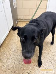 Shelter Stray Female Dog last seen FL, Melbourne, FL 32934