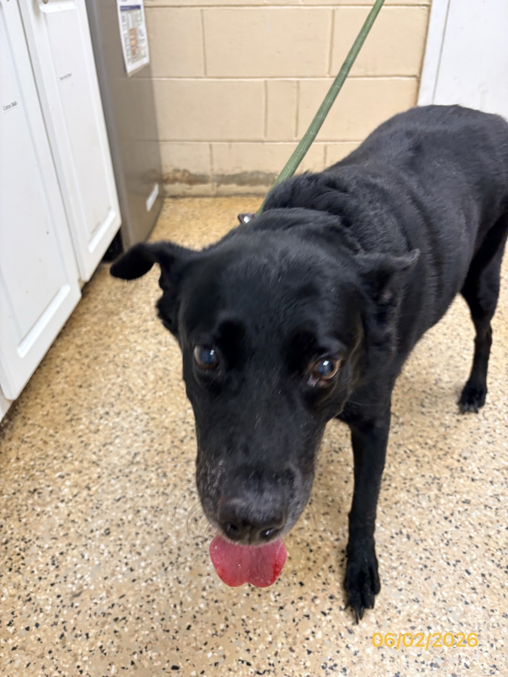 Shelter Stray Female Dog last seen FL, Melbourne, FL 32934
