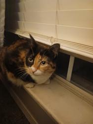 Lost Female Cat last seen Battle Creek Church BA, Broken Arrow, OK 74012