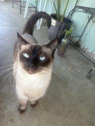 Lost Female Cat last seen Bartee Ave & Sunburst St., Los Angeles, CA 91331