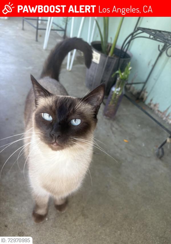 Lost Female Cat last seen Bartee Ave & Sunburst St., Los Angeles, CA 91331