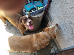 Reunited Female Dog last seen Bennett Rd, San Marcos, CA 92069
