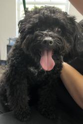 Reunited Male Dog last seen port st. lucie, Port St. Lucie, FL 34986