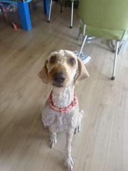 Found/Stray Female Dog last seen Watt & Auburn / Watt & 80 / Watt & Edison, Arden-Arcade, CA 95821