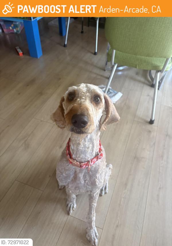 Found/Stray Female Dog last seen Watt & Auburn / Watt & 80 / Watt & Edison, Arden-Arcade, CA 95821