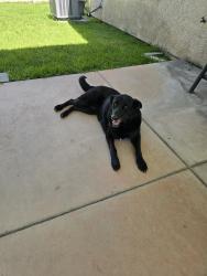 Found/Stray Female Dog last seen Pine and Irvington, San Bernardino, CA 92407