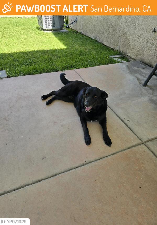 Found/Stray Female Dog last seen Pine and Irvington, San Bernardino, CA 92407