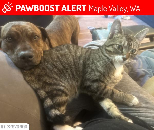 Lost Female Cat last seen 234th , Maple Valley, WA 98038