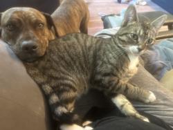 Lost Female Cat last seen 234th , Maple Valley, WA 98038