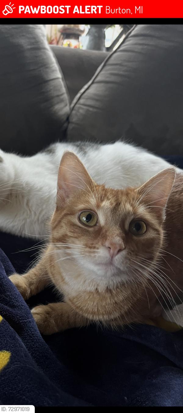 Lost Female Cat last seen Stockbridge and potter, Burton, MI 48509