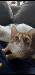 Lost Female Cat last seen Stockbridge and potter, Burton, MI 48509