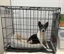 Lost Male Dog last seen Gentle Rain Dr, Lancaster, TX 75134