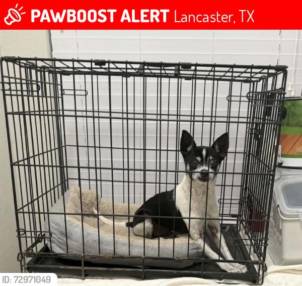 Lost Male Dog last seen Gentle Rain Dr, Lancaster, TX 75134