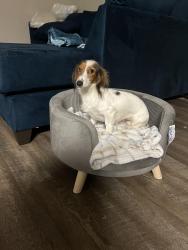 Reunited Female Dog last seen Pontiac and melby , Arlington, TX 76013