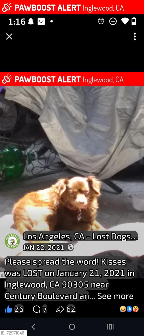 Lost Female Dog last seen Inglewood , Inglewood, CA 90301
