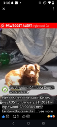 Lost Female Dog last seen Inglewood , Inglewood, CA 90301