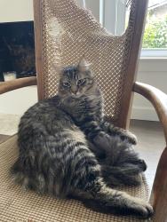 Lost Male Cat last seen Alameda and Emerson , University Place, WA 98466