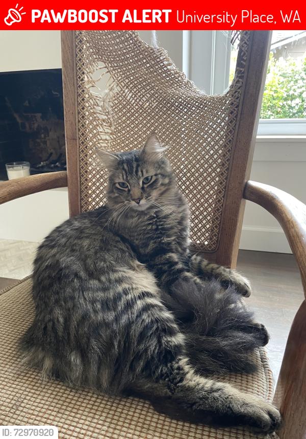 Lost Male Cat last seen Alameda and Emerson , University Place, WA 98466