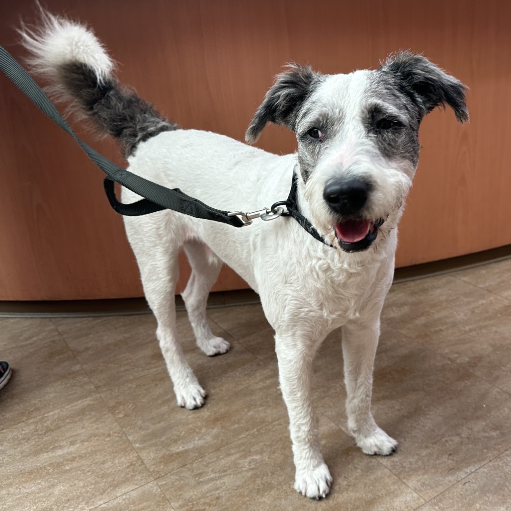 Shelter Stray Male Dog last seen , Westminster, CA 92683