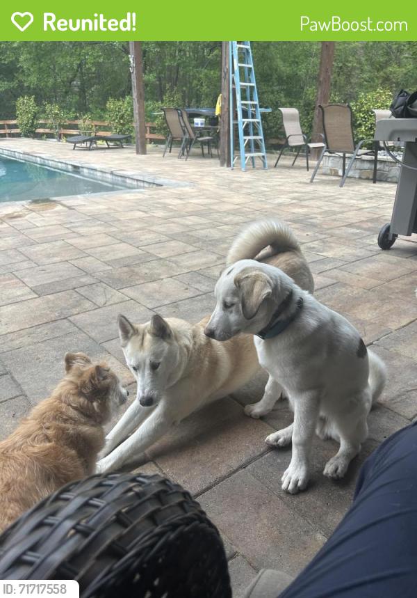 Reunited Female Dog last seen Near Hollowbrook ln, Conroe, TX 77384