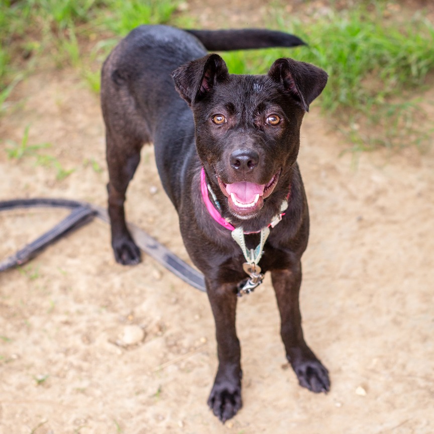 Shelter Stray Female Dog last seen , Hattiesburg, MS 39401