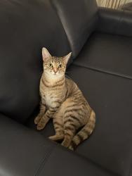 Lost Female Cat last seen Rue Makenzie et rue Hennessy , Laval, QC H7W 2Y3