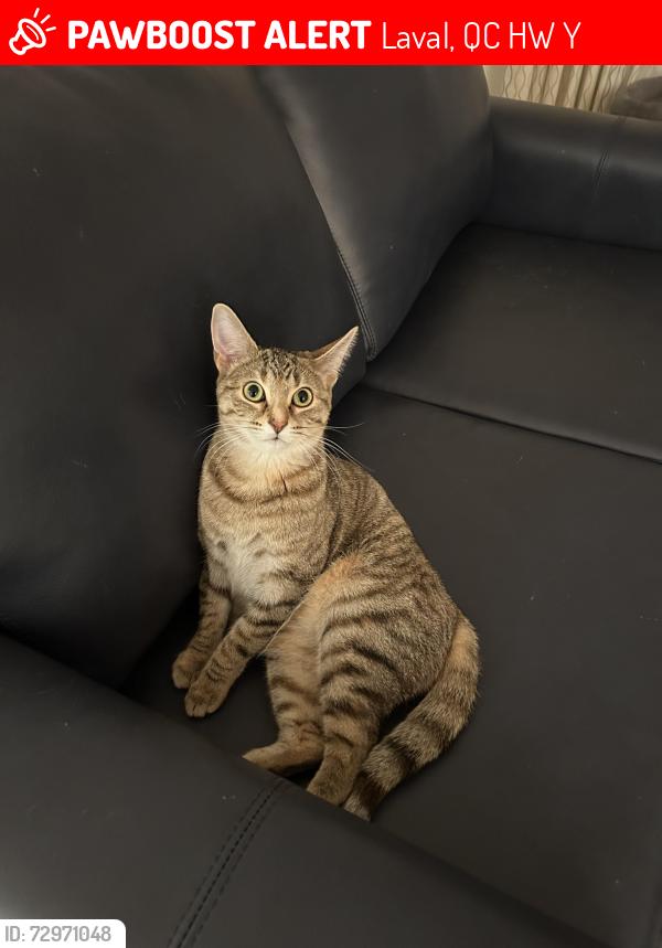 Lost Female Cat last seen Rue Makenzie et rue Hennessy , Laval, QC H7W 2Y3
