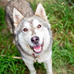 Shelter Stray Male Dog last seen , Hattiesburg, MS 39401