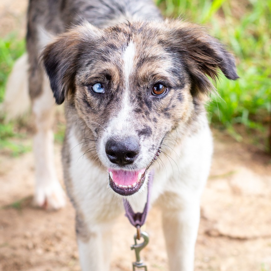Shelter Stray Female Dog last seen , Hattiesburg, MS 39401