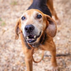 Shelter Stray Male Dog last seen , Hattiesburg, MS 39401