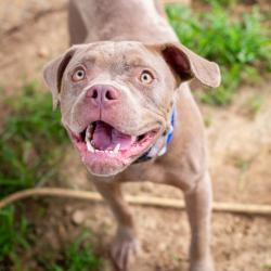 Shelter Stray Male Dog last seen , Hattiesburg, MS 39401
