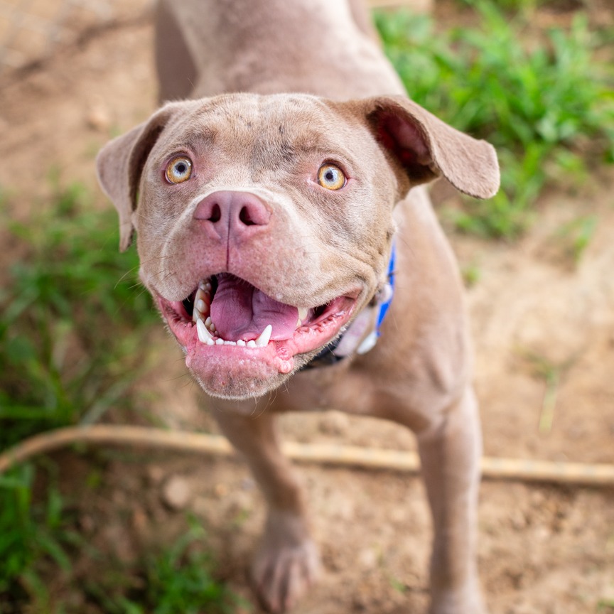 Shelter Stray Male Dog last seen , Hattiesburg, MS 39401
