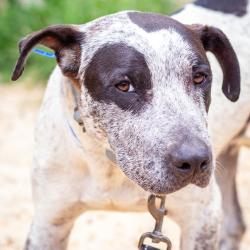 Shelter Stray Male Dog last seen , Hattiesburg, MS 39401