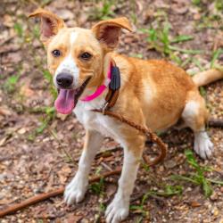 Shelter Stray Female Dog last seen , Hattiesburg, MS 39401
