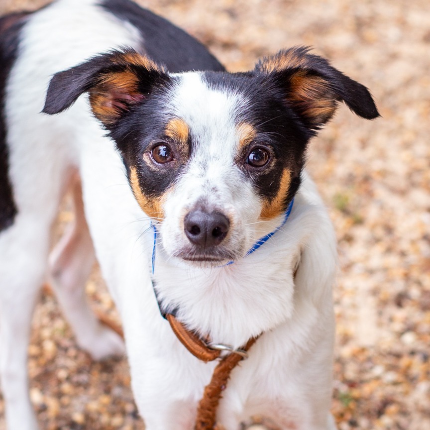 Shelter Stray Male Dog last seen , Hattiesburg, MS 39401