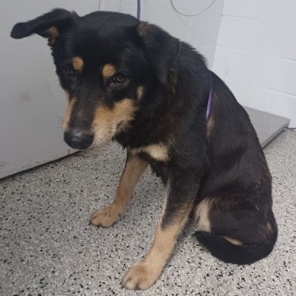 Shelter Stray Female Dog last seen , Hattiesburg, MS 39401