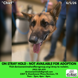 Shelter Stray Male Dog last seen , 3307 S Eisenhower Pkwy, Denison, TX 75020, USA