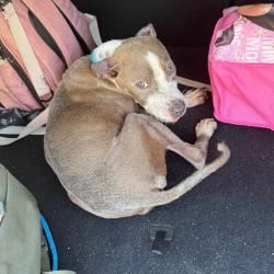 Shelter Stray Male Dog last seen , Greensboro, NC 27409