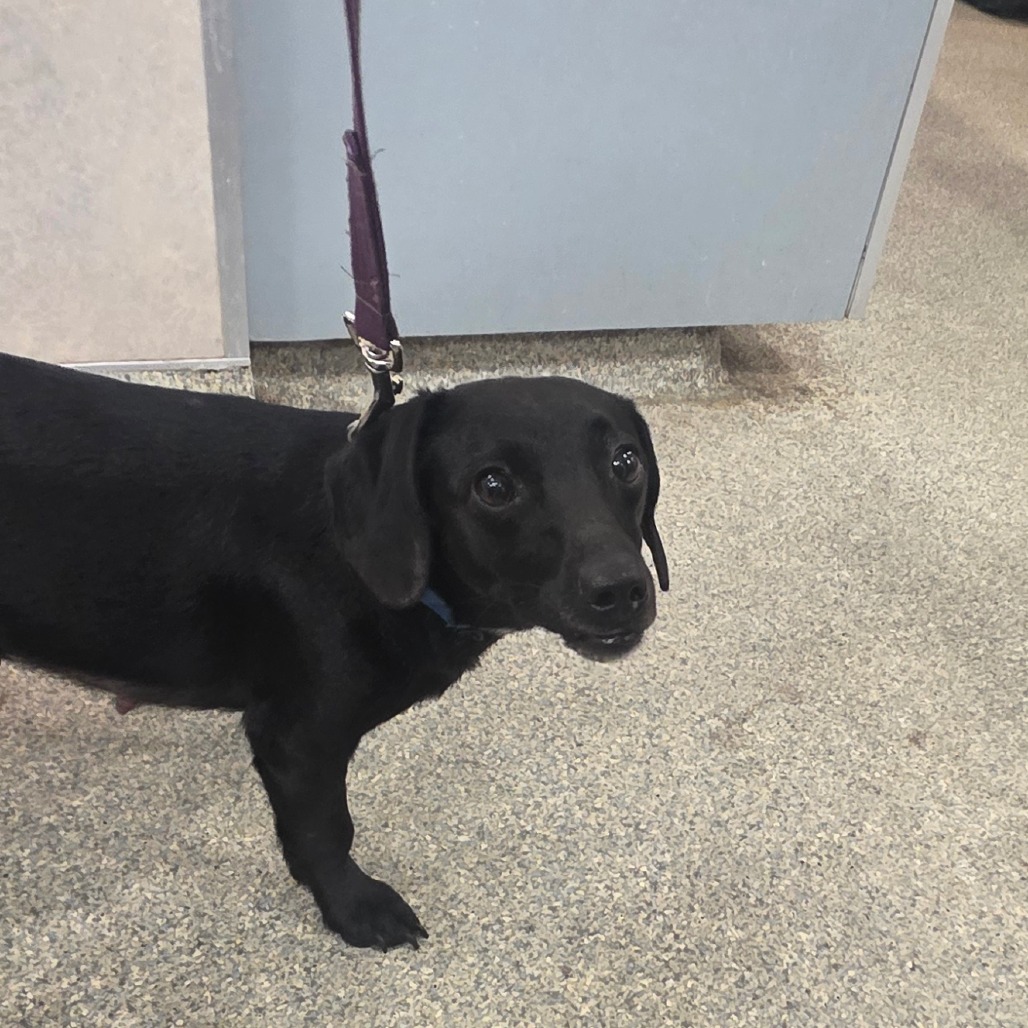 Shelter Stray Female Dog last seen , Jacksonville, FL 32216