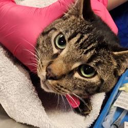 Shelter Stray Male Cat last seen , 328 Furman Hall Rd, Greenville, SC 29609, USA