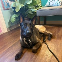 Shelter Stray Male Dog last seen , Port Richey, FL 34653
