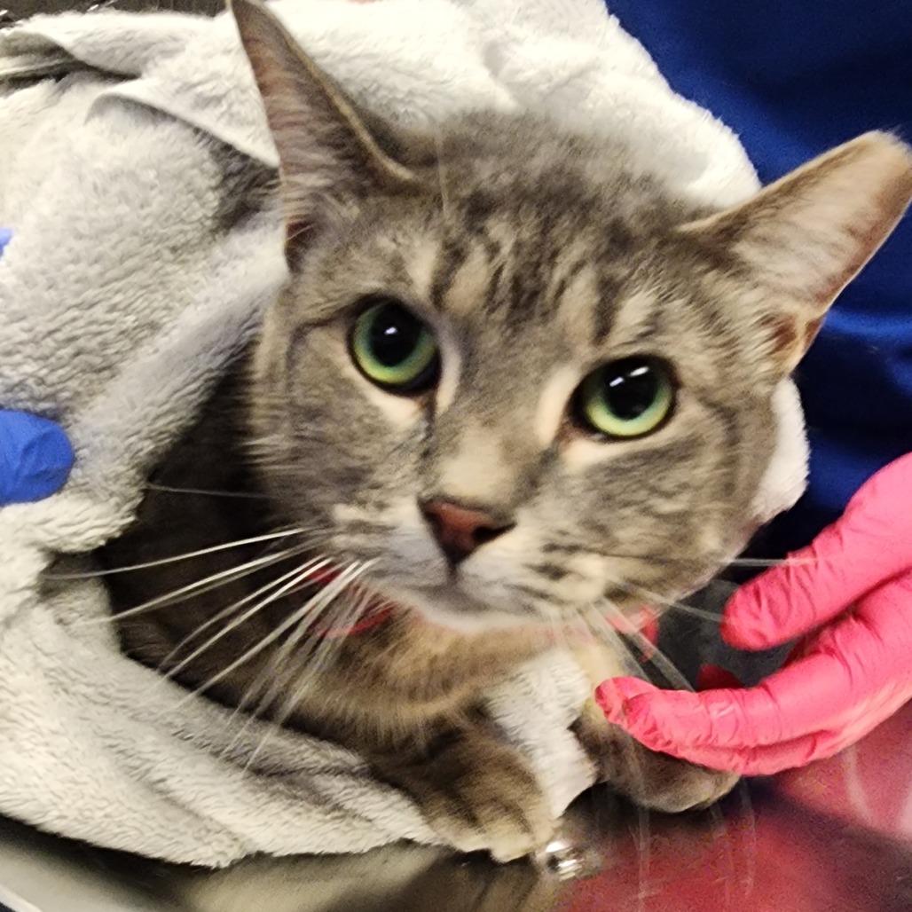 Shelter Stray Female Cat last seen , 328 Furman Hall Rd, Greenville, SC 29609, USA