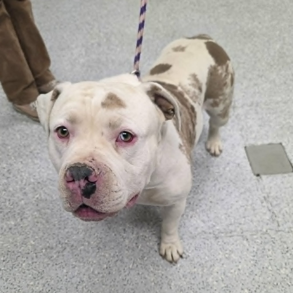 Shelter Stray Male Dog last seen , 5801 Graye Ln, Caldwell, ID 83607, USA