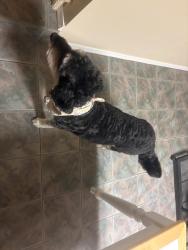 Found/Stray Female Dog last seen Willamette and institute, Colorado Springs, CO 80903