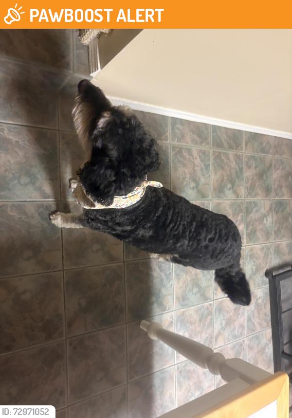 Found/Stray Female Dog last seen Willamette and institute, Colorado Springs, CO 80903