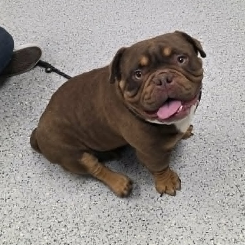 Shelter Stray Female Dog last seen , 5801 Graye Ln, Caldwell, ID 83607, USA