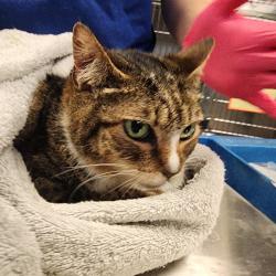 Shelter Stray Female Cat last seen , 328 Furman Hall Rd, Greenville, SC 29609, USA