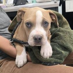 Shelter Stray Female Dog last seen , 5801 Graye Ln, Caldwell, ID 83607, USA
