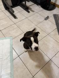 Found/Stray Female Dog last seen Davenport , Newark, NJ 07107