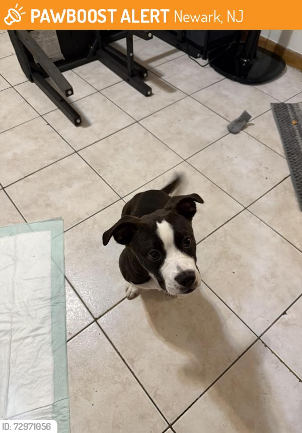 Found/Stray Female Dog last seen Davenport , Newark, NJ 07107